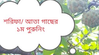 শরিফা/ আতা গাছ কিভাবে পুরুনিং করবেন ☝️( How to puruning  of castard apple tree)