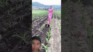 Công Cụ Cực Hay Này,Chắc Nhiều Nhà Vườn Sẽ Rất Thích#shortvideo#farmer#farming