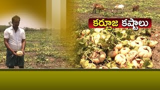 JaiKisan TS | 27th2 May '17 | తెగుళ్లు,అకాలవర్షాలతో కర్బూజ  ధ్వంసం