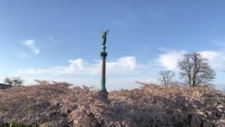 Sakura season in Copenhagen, Denmark -  walking tour - 4K - (Spring)