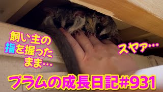 【飼い主の指を握ったままお昼寝する猿がかわいすぎました】Bushbaby Plum's Growth Diary ショウガラゴ プラムの成長日記