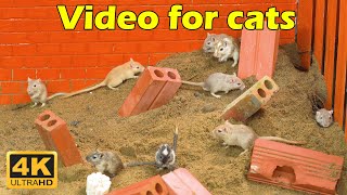 Cat TV: Exciting Hide & Seek Adventures with Tiny Mice for Cats in 4K UHD - 3 Hours of Fun | Catflix