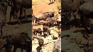 Leopard vs. Wildebeest: Predator vs. Prey in the Wild