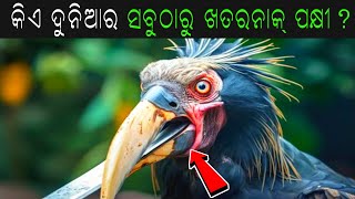 ସବୁଠୁ ଭୟାନକ ପକ୍ଷୀ | Most Dangerous Bird In The World |birds