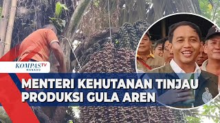 MENTERI KEHUTANAN TINJAU PRODUKSI GULA AREN DI TOMOHON