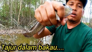 Menajur Ikan Tembakul@belacak