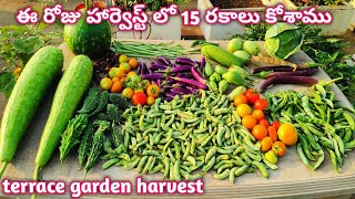 Terrace Garden Harvest |ఈ రోజు హార్వెస్ట్ లో 15 రకాల వెరైటీలు కోసాము @homemakerstrategy