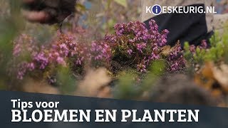 Tips voor de mooiste bloemen en planten