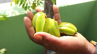 #Starfruits#பீர்கங்காய்#தக்காளி#அவரைக்காய்#நம்ம மாடிதோட்டத்தில வெளைஞ்சது#எப்படி இருக்கு பாருங்க