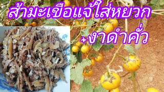 ส้ามะเขือแจ้ใส่หยวก+งาดำอาหารพื้นบ้านของภาคเหนือ