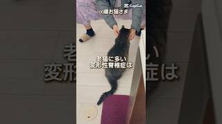 【21歳老猫ココさん】症状に気がついた理由はトイレの時もしっぽが下に落ちていた #老猫 #cat #猫のいる暮らし #高齢猫 #老猫ココ #老猫介護 #シニア猫 #お猫様 #ねこ #猫の日常 #特徴