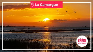 Que voir en Camargue ?