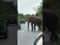 “Heart-Pounding Moment with an Elephant in Sri Lanka #wildlife#elephant