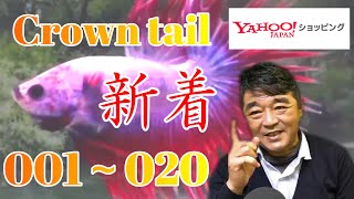 【新着クラウンテールベタ　オス20匹】01M0324 001から020