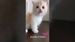 Sounds of Kitten, Meowing, Cute, 猫咪的叫声