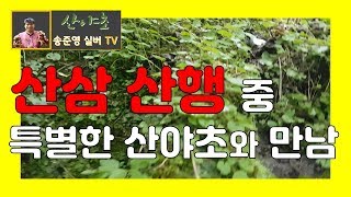 산삼산행 중에 특별한 산야초를 만나는 약초꾼들의 혜택[산야초 송준영 TV] 산약초산행