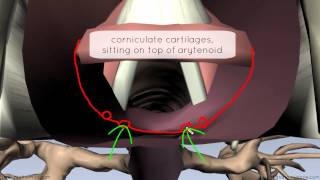 Mucosa of the Larynx and Vocal Cords - 3D Anatomy Tutorial