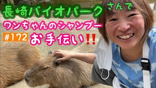 【長崎バイオパーク】大好きなバイオパークでワンちゃんのシャンプーお手伝いしてきたよ‼️