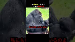 人の赤ちゃんを見たゴリラの衝撃行動