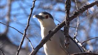 2 22 2020 walk in the park with Redbud Audubon.