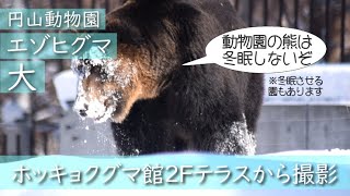 エゾヒグマ 顔に雪つけてごはん探す大(ダイ)　Hokkaido Brown Bear　#円山動物園 #エゾヒグマ #大