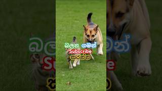 බලන ගමන් subscribe කරන්න ඒ වගේම like,comment, share කරන්නත් අමතක කරන්න එපා.Subscribe ❤