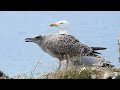 la mouette et le goeland