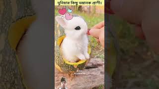 এই প্রাণী গুলো আগে ভয়ানক ছিল। 😳 #shorts #animals