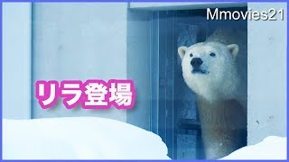 扉の向こうはサブ放飼場　出入りするリラ　ホッキョクグマの給餌　Polar Bears