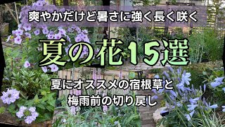 【暑さに強い/夏の宿根草】植えっぱなしで長く楽しめる宿根草15品種#PWアンバサダー　#pw  #ガーデリンク