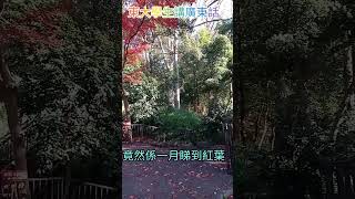 必睇！ 東京元旦公園 東大學生講廣東話 #東京 #公園 #東京大學 #紅葉 #廣東話