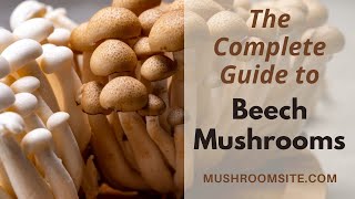 Beech Mushrooms -- Everything You Need to Know