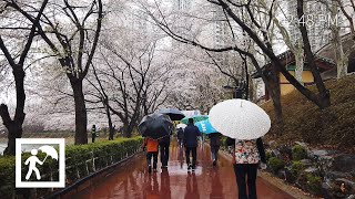 [4K] 비내리는 석촌호수 벚꽃길 걷기 l Cherry Blossoms 2021, Walking in heavy rain Seoul Seokchon Lake Park 