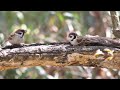 4k 野鳥：スズメたちの食事／ＴＳ