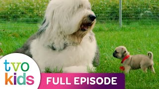 Cutie Pugs - Maggie Visits - Full Episode