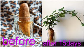 how to grow sweet potato in water as indoor plant/জলে মিষ্টি আলুর গাছ তৈরি/#DIY houseplant