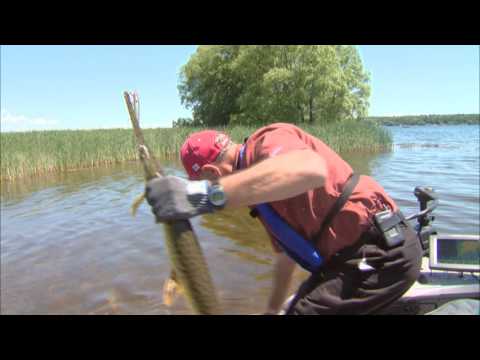 Canadian Sportfishing Longnose Gar, Bay of Quinte ON Csf 24 12 01 Canadian Sportfishing Longnose Gar, Bay of Quinte ON Csf 24 12 01