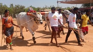 ఉత్తనూర్ న్యూ క్యాటగిరి విభాగం 4వ జత. కచ్చాల బుల్స్ అబ్లు, బబ్లు.