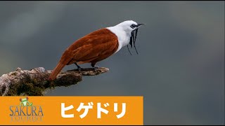 ヒゲドリ Three-wattled Bellbird【コスタリカ】