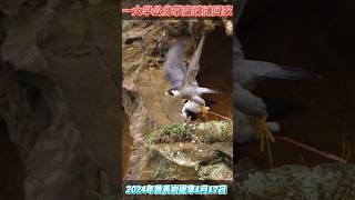 SP01_公鳥抓高翹鴴回來_初交尾_2024酋長岩遊隼_1月17日