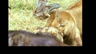 jackal   stealing food from lioness