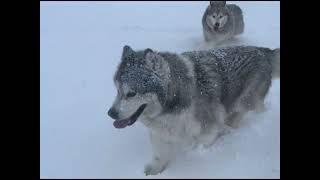 Skitour mit meinen Hunden auf der Planneralm