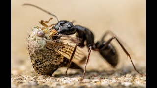 Xiǎo mǎyǐ bān chóng chóng小蚂蚁搬虫虫 -Chinese Kids song Lyric (Title: Little ants move the insect)