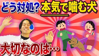 【犬しつけ】本気で噛むワンちゃん、対応策！犬の本気噛みをやめさせるためにはどうすればいいのかドッグトレーナーが解説します【トレーニング】