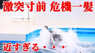 【危機一髪】あわや事故、激突寸前・・・ 鴨川シーワールド Kamogawa Sea World シャチショー