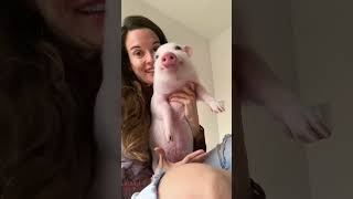 #mascotas #funnyvideo #funny #animales #love #short #tiktok #fyp EL CERDITO MAS FELIZ DEL MUNDO