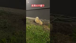 【ポメラニアン】夜間の穴掘り　#ポメラニアン #ポメ #犬 #pomeranian #shorts #short