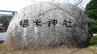 千葉県【野田市の桜】櫻木神社のカワヅザクラ（2022.3.13）【BGM】