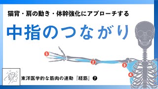 【猫背や反り腰・肩の動き改善に使える】中指のつながりを紐解く｜手厥陰経筋