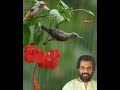 hey nilakili neramayi yesudas ഹേയ് നിലാക്കിളീ നേരമായ് dileep. v